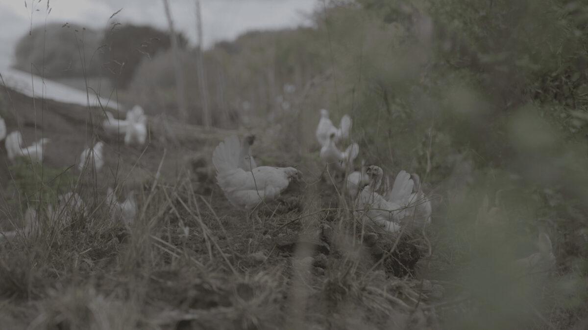Chickens roam free on Dutch organic farmers Jan-Hein and Sandra Nikkels' property on Sept. 28, 2022. (The Epoch Times)