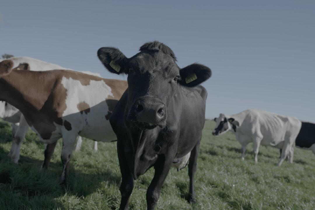 The Struggle Isn’t Over for Dutch Farmers