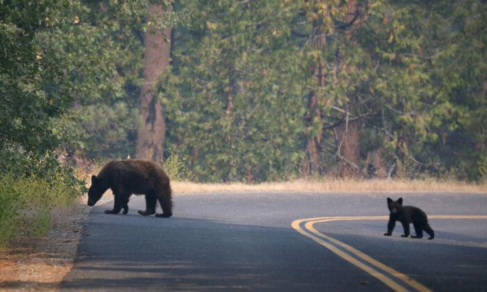 Arcadia Arboretum Closed After Bear, 2 Cubs Spotted in Area