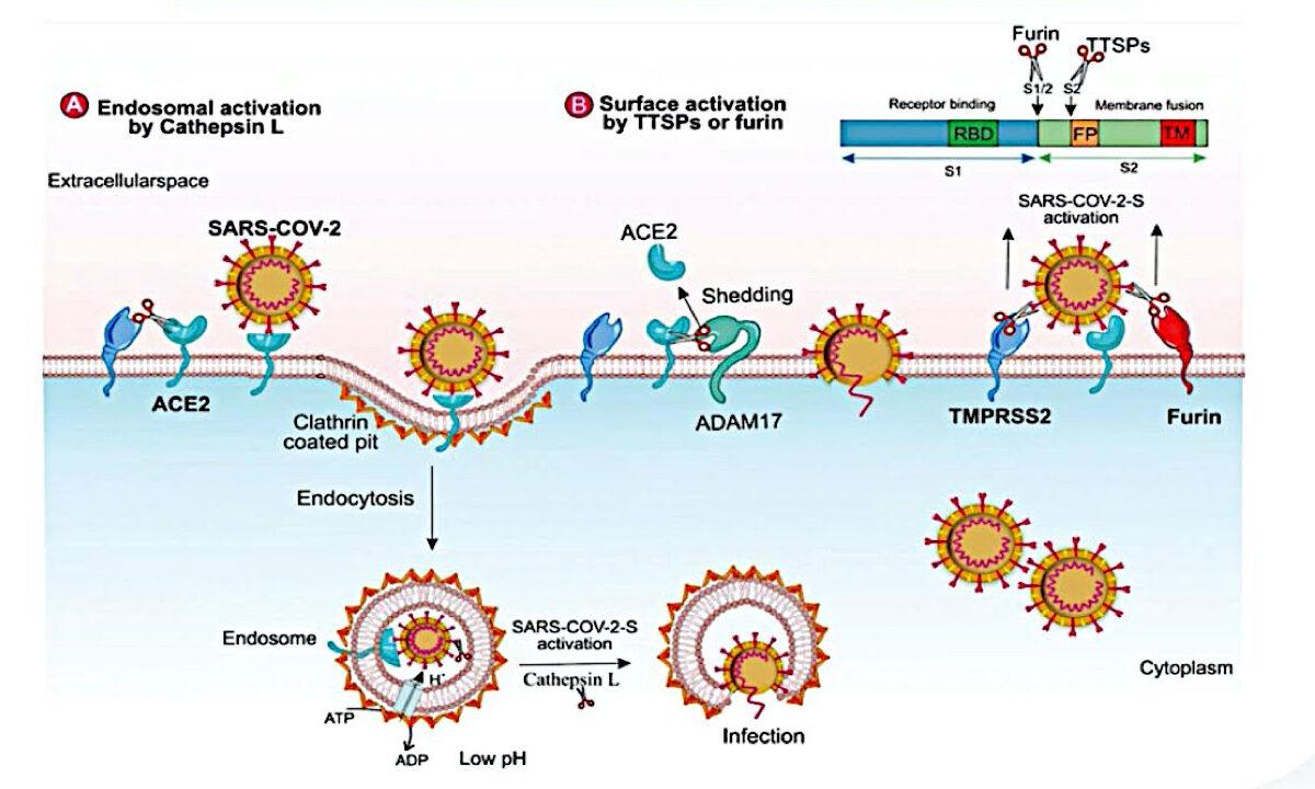 Mechanisms related to COVID-19 infection of cells. (Health 1+1/The Epoch Times)