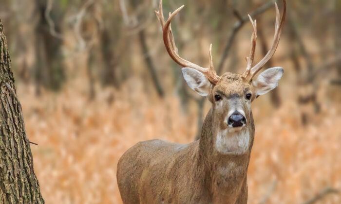 US Deer Get COVID-19; What Are the Implications?