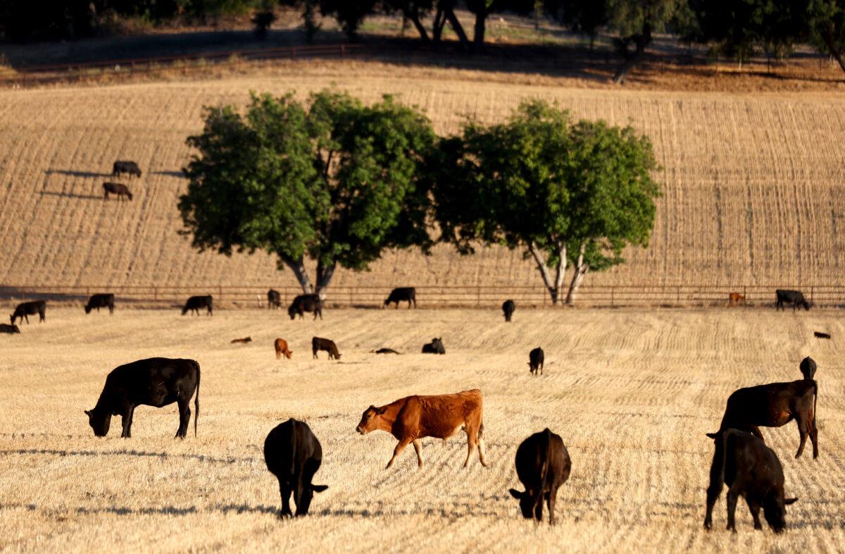 Cattle graze amid drought conditions near Ojai, Calif., on June 21, 2022. (Mario Tama/Getty Images)