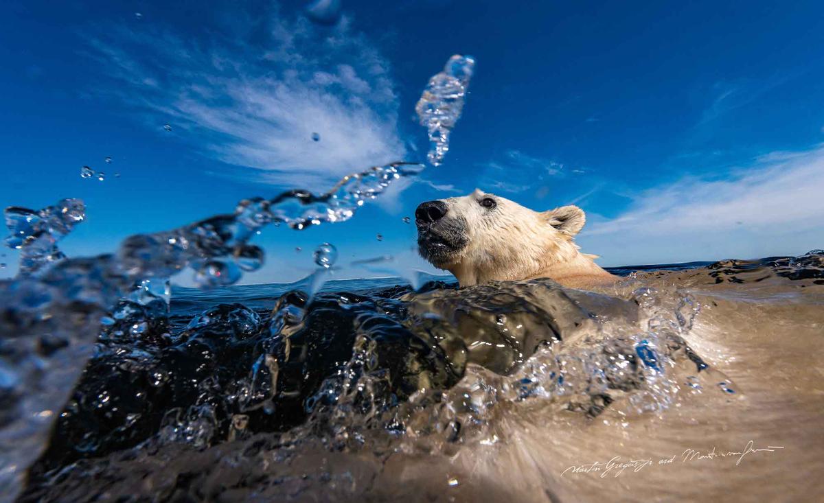 A photo captures a polar bear amidst ocean waves. (Courtesy of <a href="https://www.instagram.com/mywildlive/">Martin Gregus @mywidive</a>)