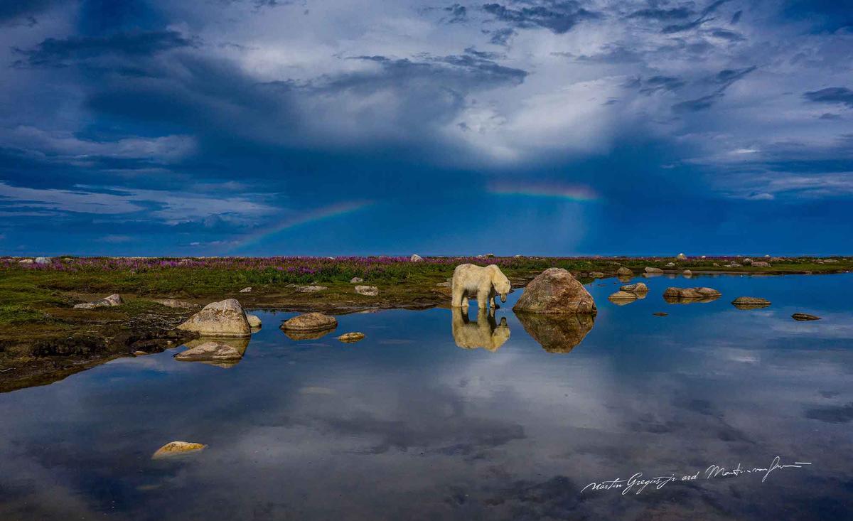 A polar bear during summertime in northern Manitoba. (Courtesy of <a href="https://www.instagram.com/mywildlive/">Martin Gregus @mywidive</a>)