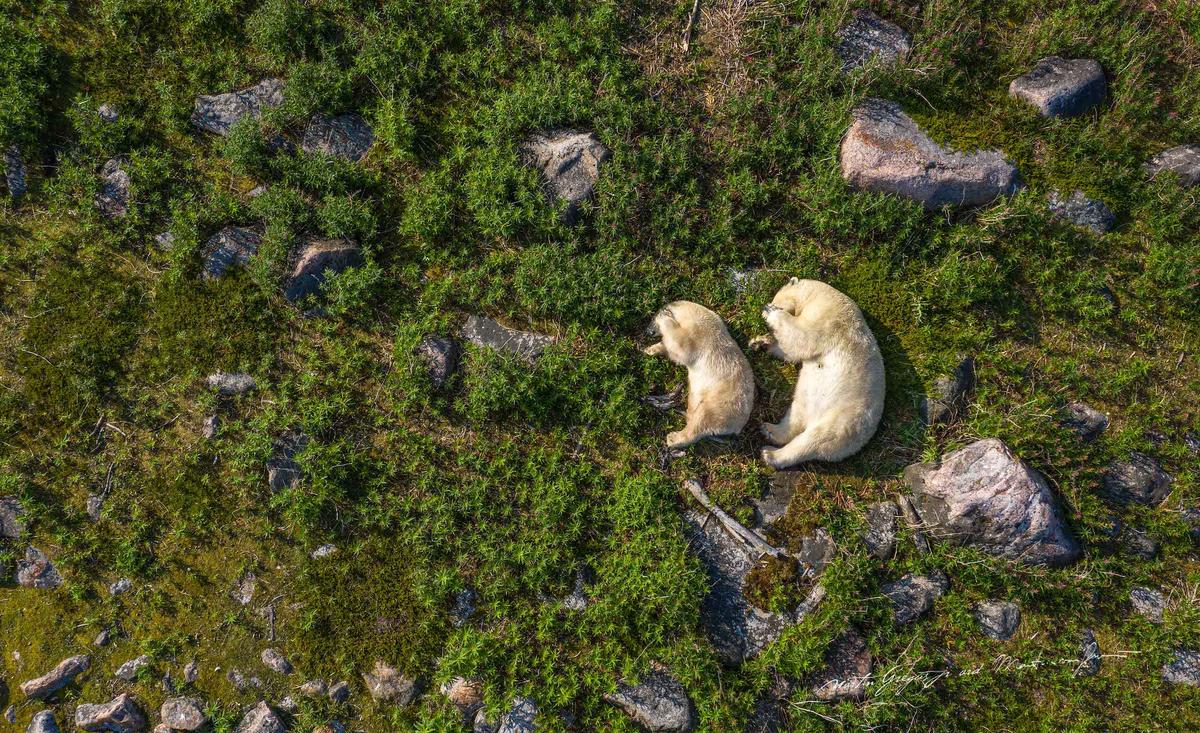 An aerial shot captures two polar bears resting. (Courtesy of <a href="https://www.instagram.com/mywildlive/">Martin Gregus @mywidive</a>)