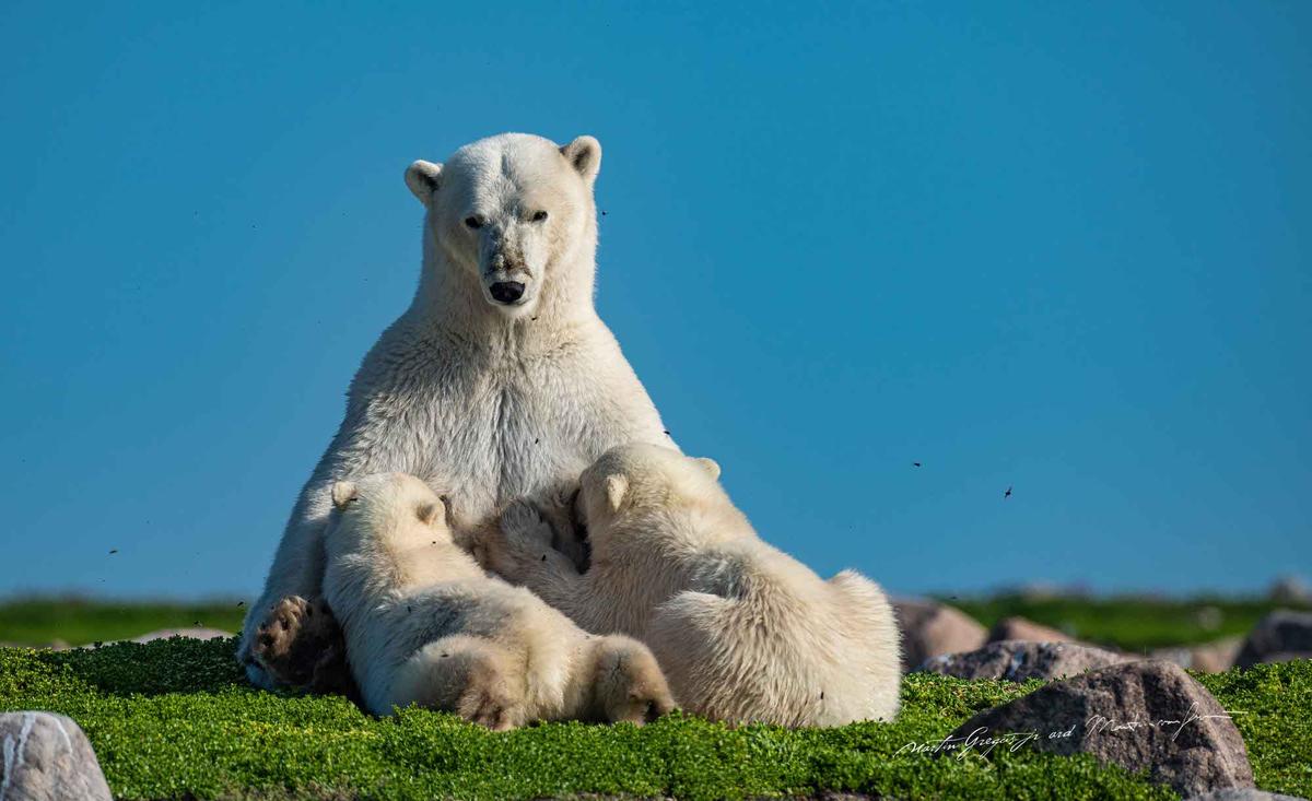 A polar bear mom nurses two cubs. (Courtesy of <a href="https://www.instagram.com/mywildlive/">Martin Gregus @mywidive</a>)