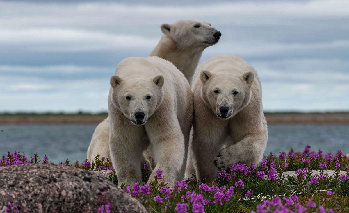 A trio of polar bears confront Gregus's camera. (Courtesy of <a href="https://www.instagram.com/mywildlive/">Martin Gregus @mywidive</a>)