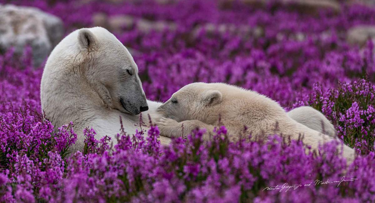 A mother polar bear nurses amidst fireweed flowers. (Courtesy of <a href="https://www.instagram.com/mywildlive/">Martin Gregus @mywidive</a>)