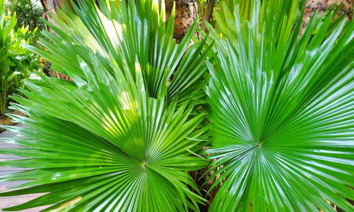 Saw Palmetto—A Possible Herbal Treatment for Various Health Conditions