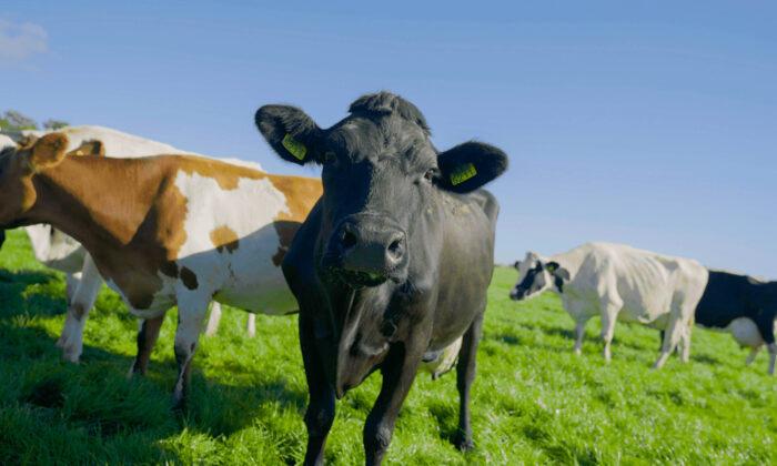 EU Backs Controversial Dutch Plans to Shut Down Farms in Bid to Reduce Nitrogen Emissions