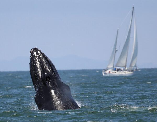 A humpback whale breaches near a sailing vessel during a whale-watching tour off San Francisco on Aug. 5, 2015. (Courtesy of Jane Tyska/Bay Area News Group/TNS)
