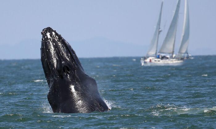Whales Are Swarming Off of San Francisco–Here’s Where to See Them