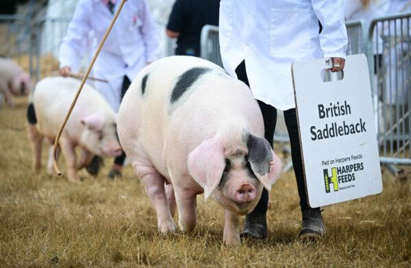 Pigs are judged at the Dorset County Show, Dorchester, England, on Sept. 4, 2022. (Finnbarr Webster/Getty Images)