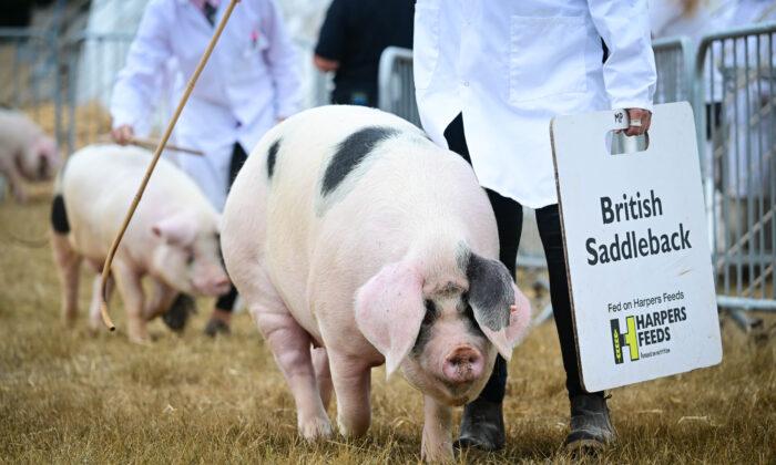 Pig Cruelty Claims: Loopholes Blamed for Animal Abuse