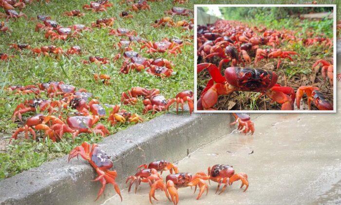 Millions of Red Crabs Create River of Red as They Begin Annual Migration Across Christmas Island to the Sea