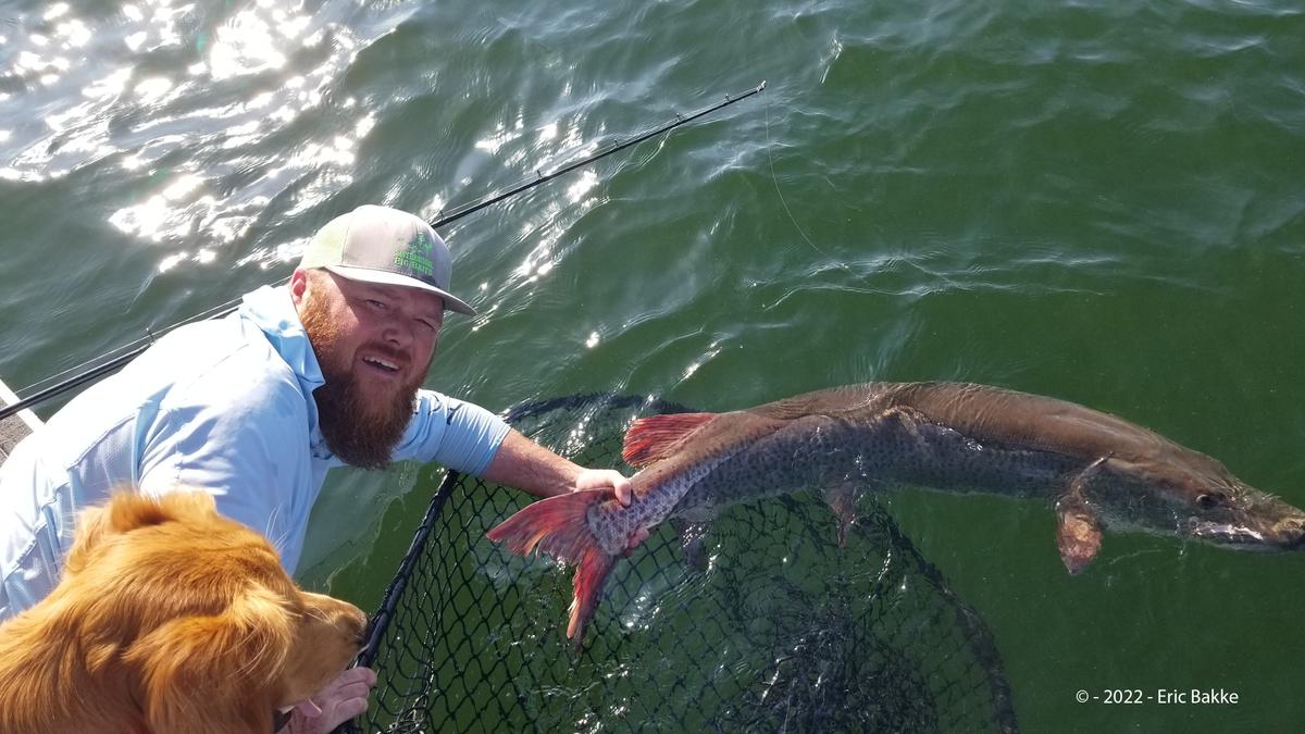Eric Bakke released his muskie back into Mille Lacs Lake. (Courtesy of Minnesota Department of Natural Resources)