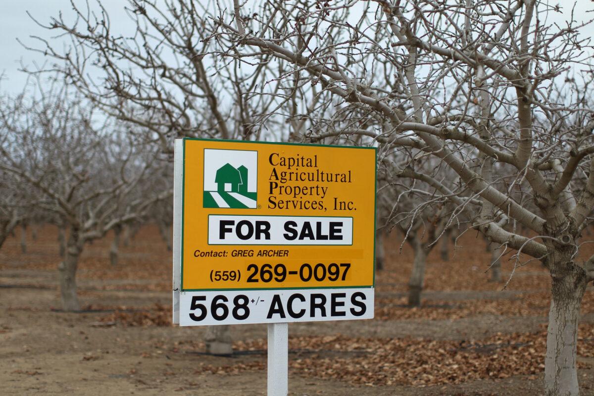 An orchard is for sale near Bakersfield, Calif., on Feb. 6, 2014. (David McNew/Getty Images)