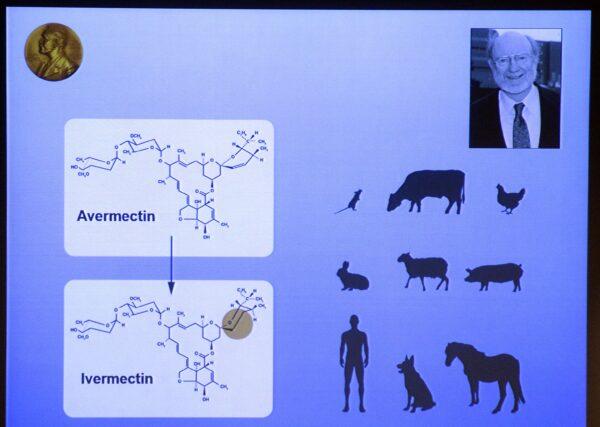 A portrait of William Campbell and an illustration describing his work displayed on a screen during a press conference of the 2015 Nobel Medicine Prize. William Campbell and Satoshi Omura won the Nobel Medicine Prize for their discoveries of treatments against parasites—Avermectin, which was modified to Ivermectin. (JONATHAN NACKSTRAND/AFP via Getty Images)