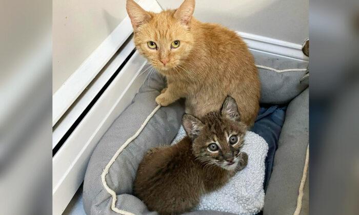 Sweet House Cat Steps In to Care For Bobkitten Who Was Abandoned by Her Mother