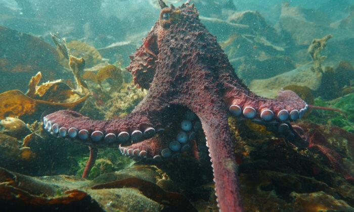 'It Was Incredible': Diver Records 40-Minute Close Encounter With a Giant Pacific Octopus
