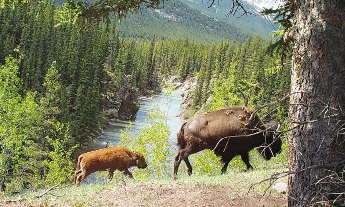 Banff National Park Considers Next Steps for Bison Herd Reintroduced Into Backcountry