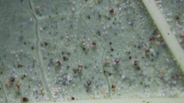 Predacious mites in papaya, viewed under a microscope before the application of Taiwan's newly developed biopesticide. (Courtesy of Taiwan's Agricultural Chemicals and Toxic Substances Research Institute)