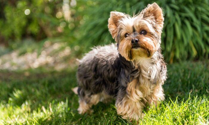 Everything You Should Know About Yorkies