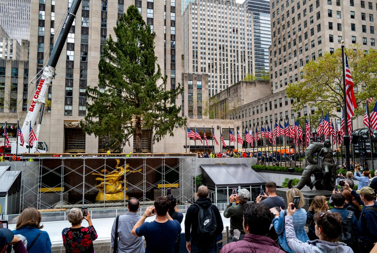 Holiday Arrival: Rockefeller Tree Ushers in Christmas Season