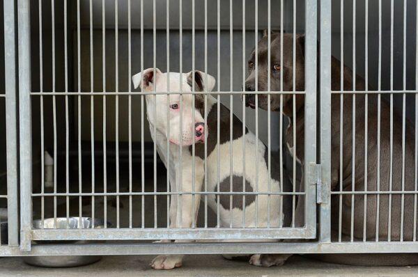 Pit bulls peer from their cage at the city animal shelter in San Bernardino, Calif., on Feb. 4, 2014. (Frederic J. Brown/AFP via Getty Images)