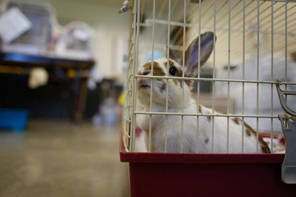 A rabbit sits in a cage after being dropped off at an animal shelter. (Joe Raedle/Getty Images)