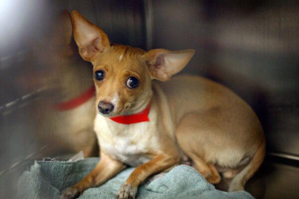 A Chihuahua waits adoption at a Los Angeles Department of Animal Services shelter in Los Angeles on Dec. 15, 2009. (David McNew/Getty Images)