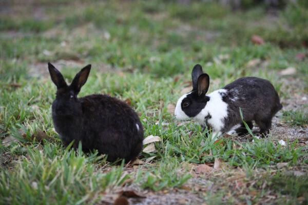 File photo of rabbits seen in parks. (Joe Raedle/Getty Images)