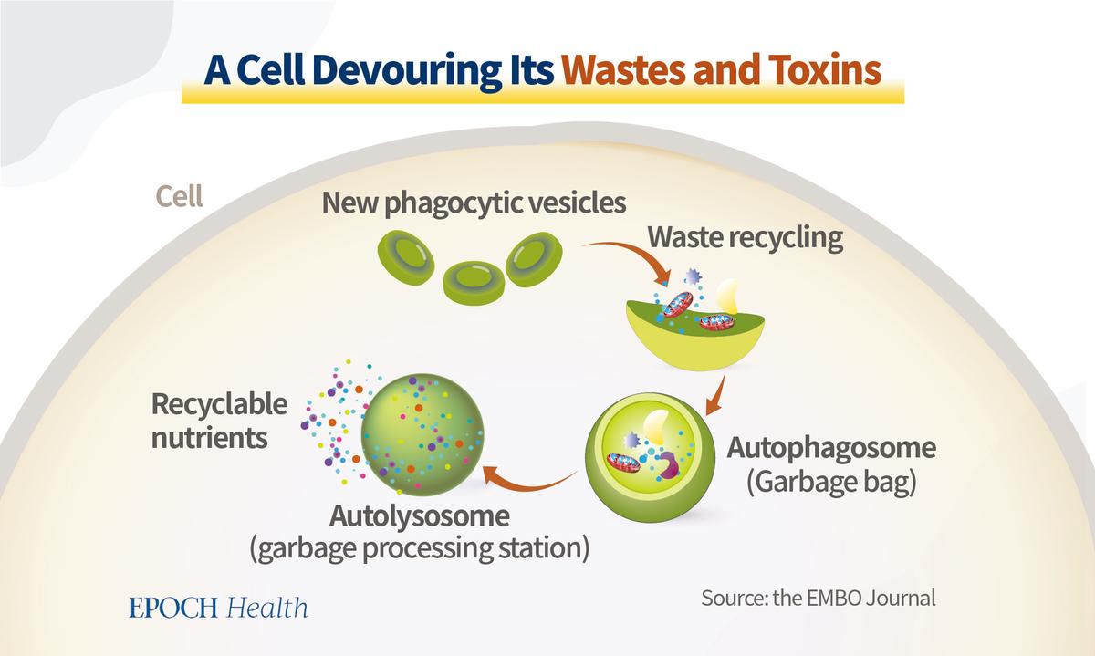 A cell devours its wastes and toxins through the process of autophagy. (The Epoch Times)