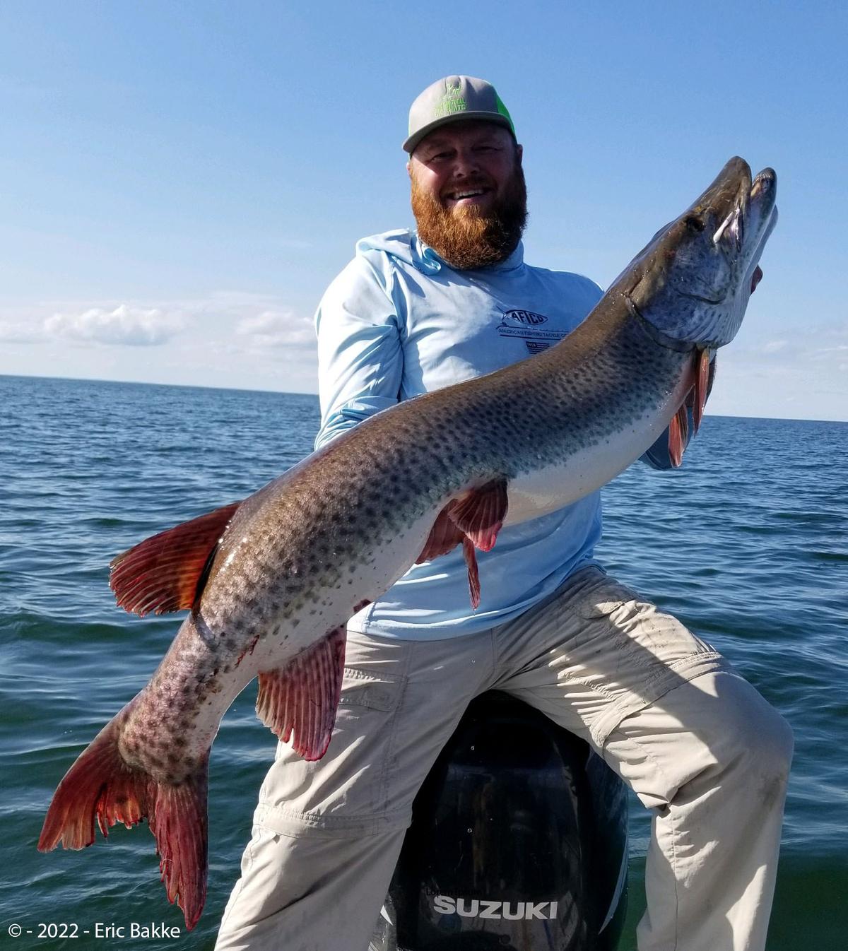 Eric Bakke poses proudly with his muskie before releasing it back into the lake. (Courtesy of Minnesota Department of Natural Resources)