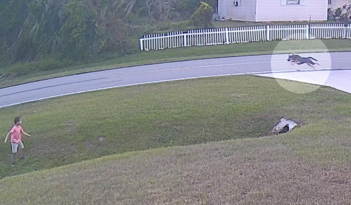 6-year-old boy (L) getting attacked by neighbor's dog. (R) (Screenshot/Newsflare)