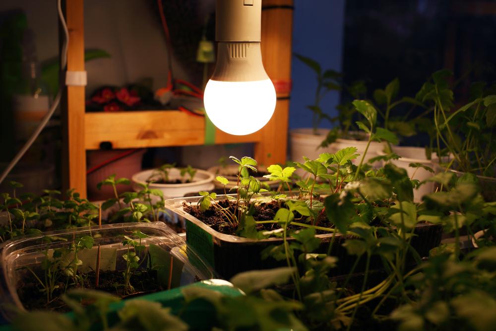 Grow lights have come a long way since the advent of LED.(EvgeniusD/Shutterstock)