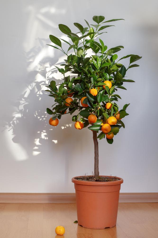 Take advantage of a sunny window to grow herbs, microgreens, or even a dwarf citrus tree.(Levranii/Shutterstock)