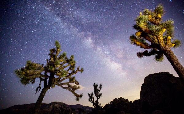 A view of the Milky Way arching over Joshua trees at a park campground popular among stargazers in Joshua Tree National Park, July 26, 2017. (Allen J. Schaben/Los Angeles Times/TNS)