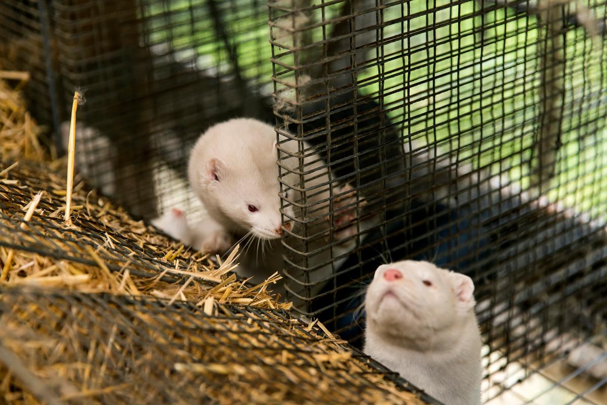 Thousands of Mink Released From Cages by Vandals at Pennsylvania Farm