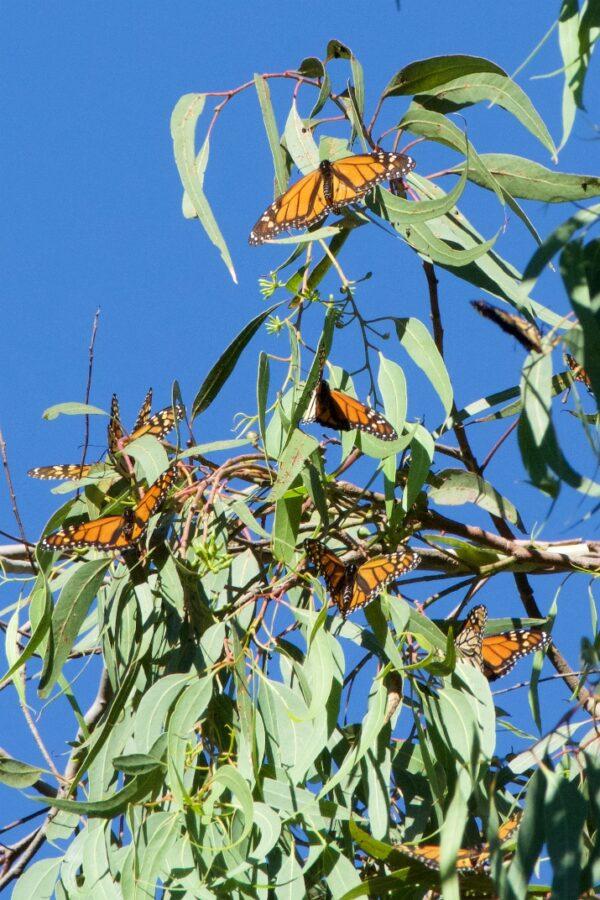 Monarch butterflies stretch their wings as the day warms up. (Courtesy of Karen Gough)