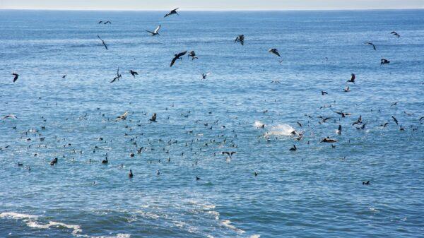 Brown pelicans dive-bomb fish in a feeding frenzy off West Cliff Drive. (Courtesy of Karen Gough)