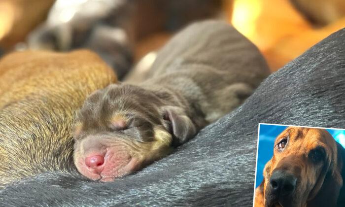 ‘10 Best Looking Deputies’: Brevard County Sheriff’s Office K-9 Gives Birth to a Litter of Puppies