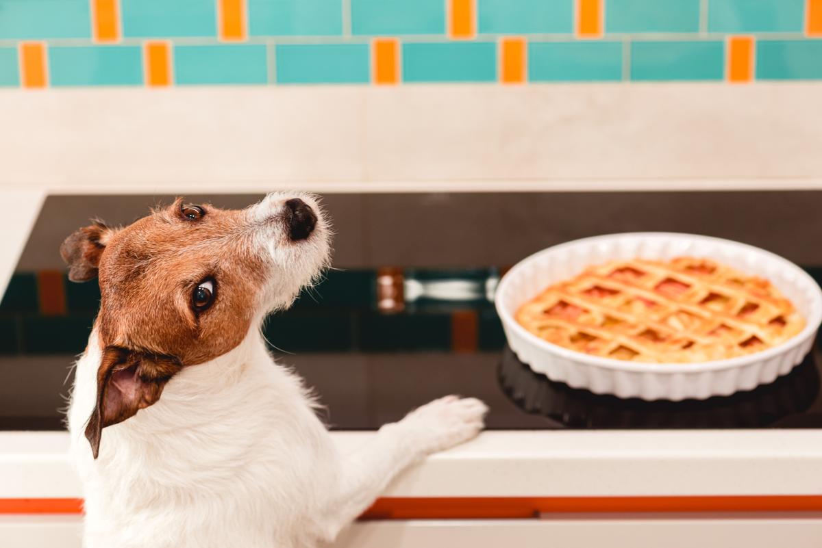 Don’t Feed Thanksgiving Leftovers to Pets