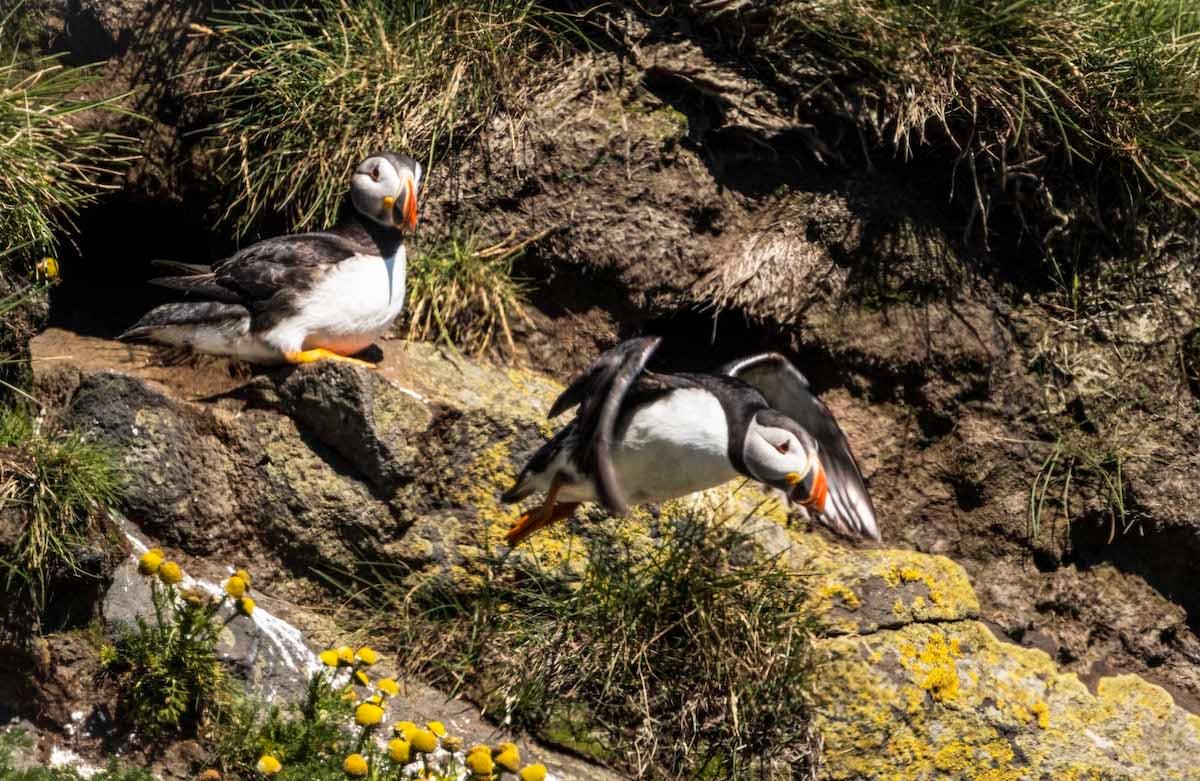 A photo of puffins in Iceland taken by Celia Cheng. (Courtesy of Celia Cheng)