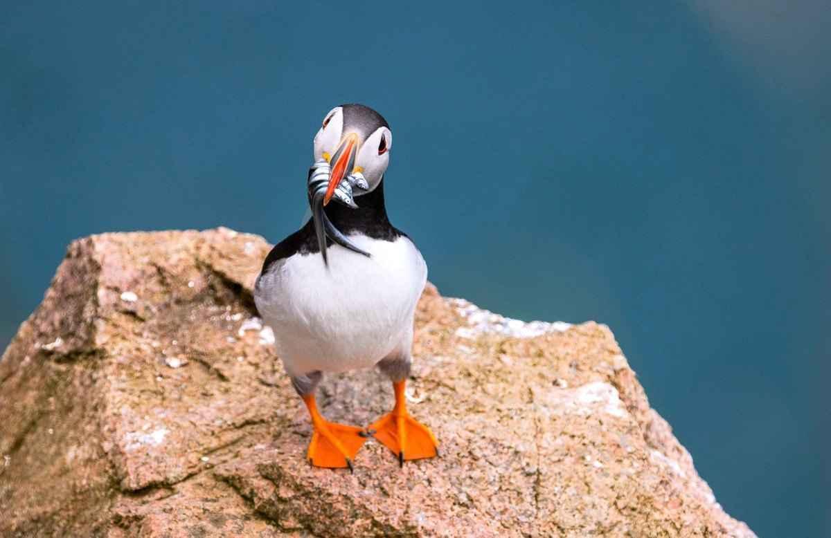 Cheng captured a cute puffin on the cliff's edge while photographing in Iceland. (Courtesy of Celia Cheng)