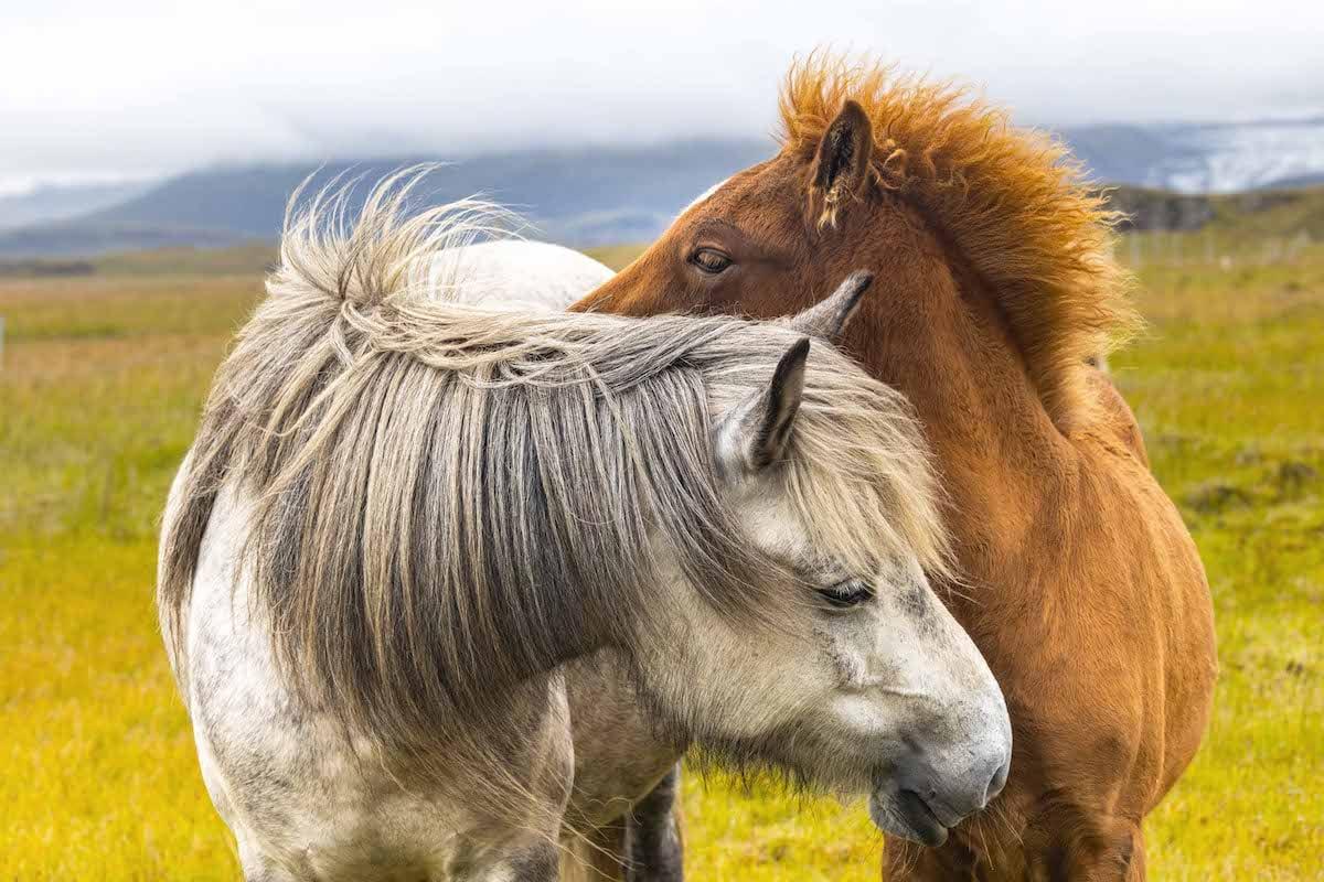 <span style="font-weight: 400;">Icelandic horses snuggling up to one another</span>. (Courtesy of Celia Cheng)