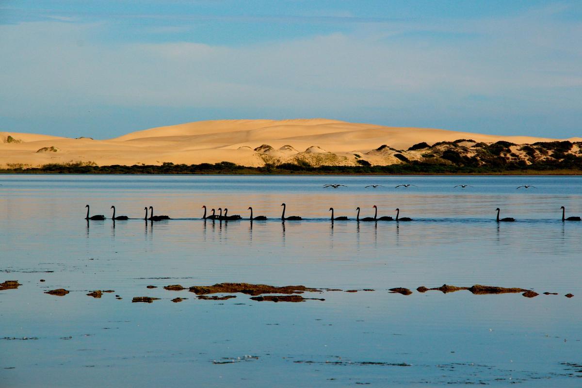 "BLACK SWAN COORONG." (Courtesy of <a href="http://www.christianspencer.pro.br/PhotosNEW/index.html">Christian Spencer</a>)