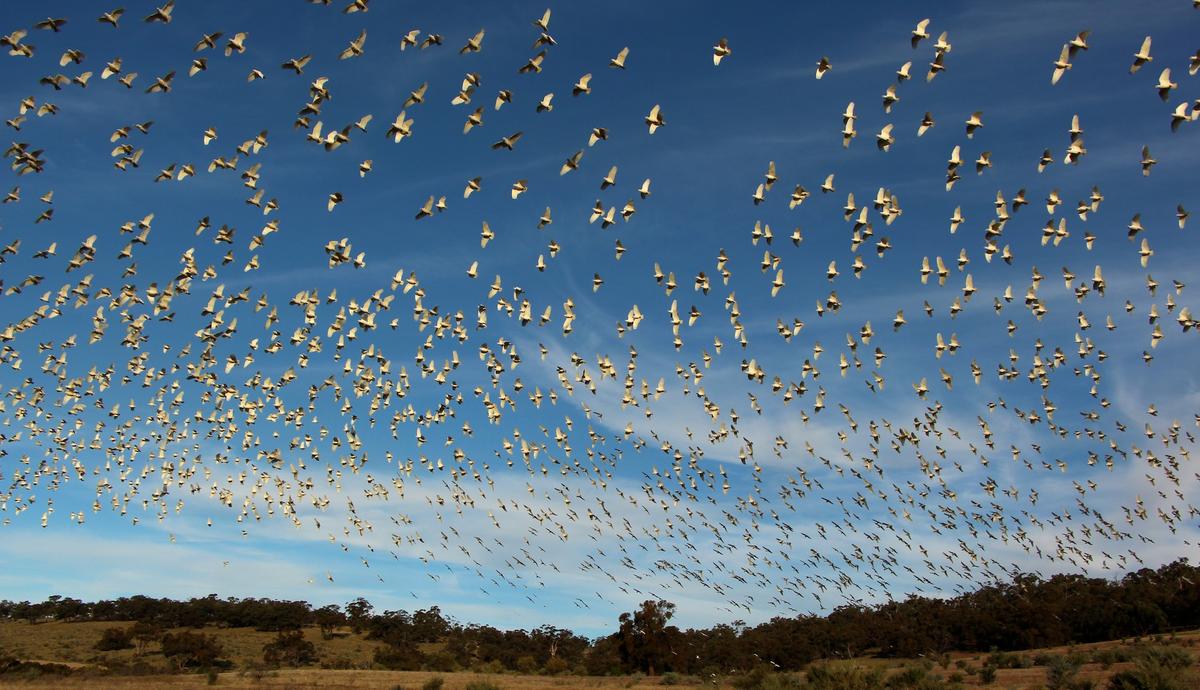 "CORELLA SKY." (Courtesy of <a href="http://www.christianspencer.pro.br/PhotosNEW/index.html">Christian Spencer</a>)
