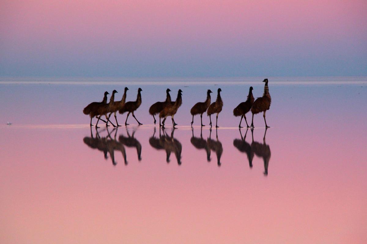 "EMU REFLECTIONS." (Courtesy of <a href="http://www.christianspencer.pro.br/PhotosNEW/index.html">Christian Spencer</a>)