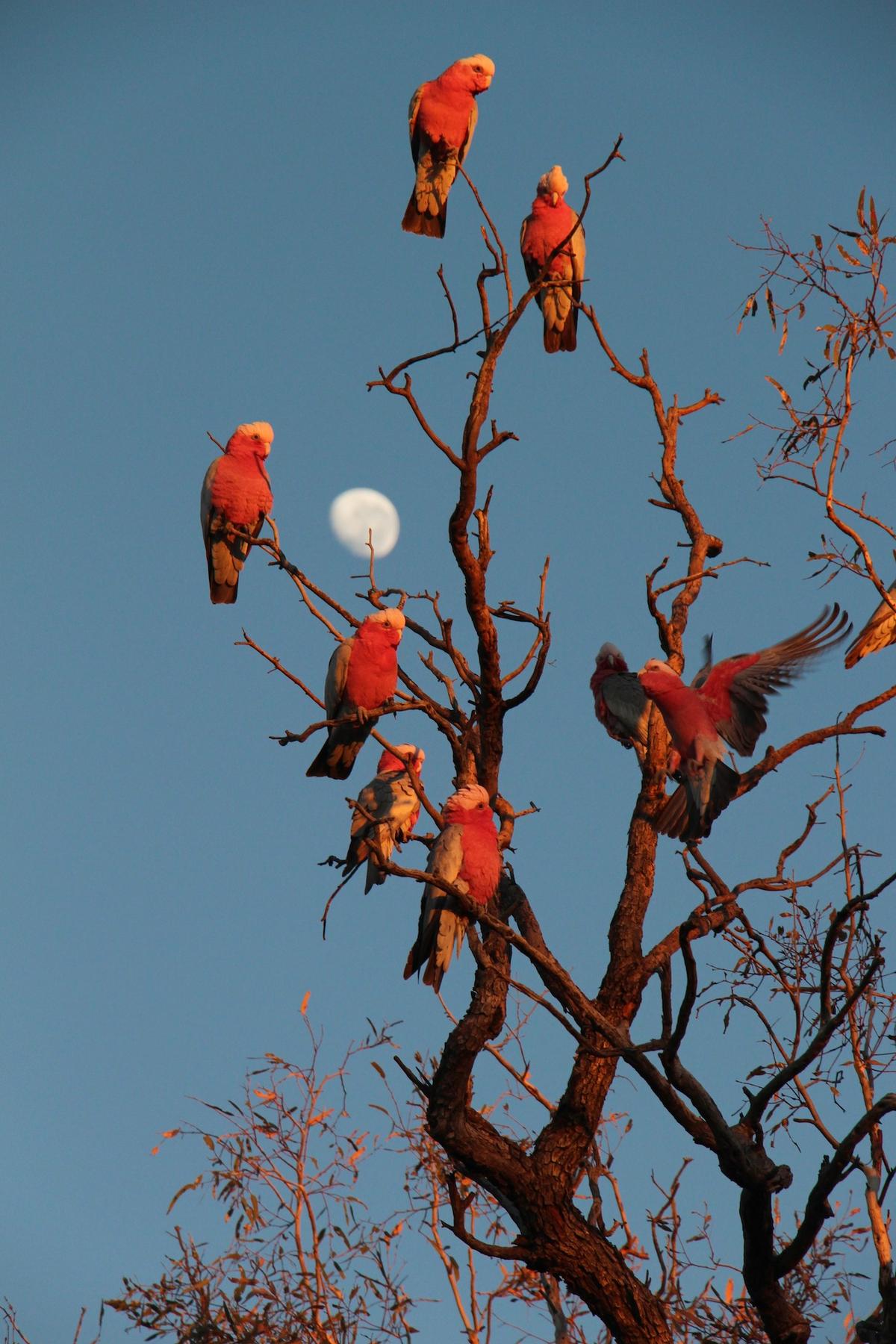 "GALAH MOON." (Courtesy of <a href="http://www.christianspencer.pro.br/PhotosNEW/index.html">Christian Spencer</a>)